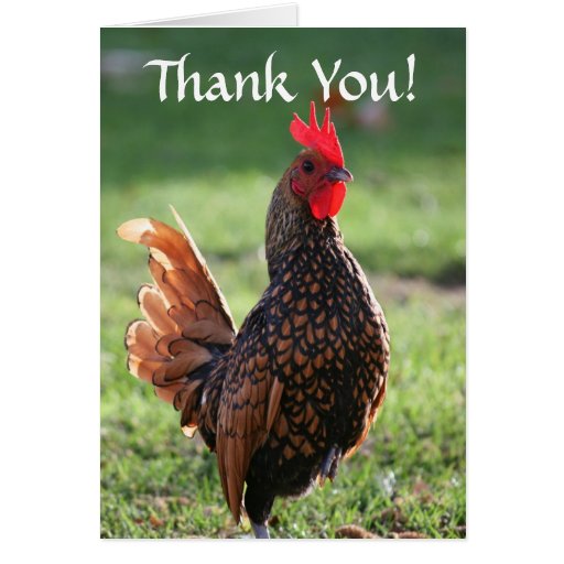 thank_you_rooster_greeting_cards-rb6501c9593e8494eae5e9421a7517862_xvuai_8byvr_512.jpg