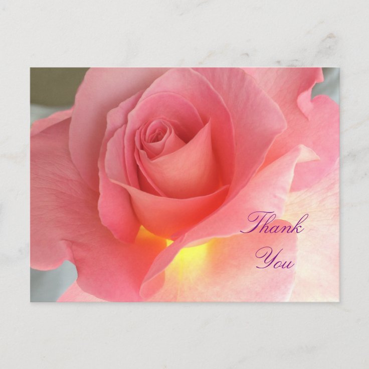 Thank you rose postcard | Zazzle