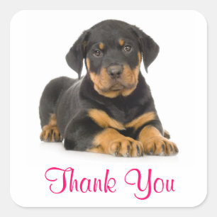 Thank You Rottweiler Puppy Dog Greeting Stickers