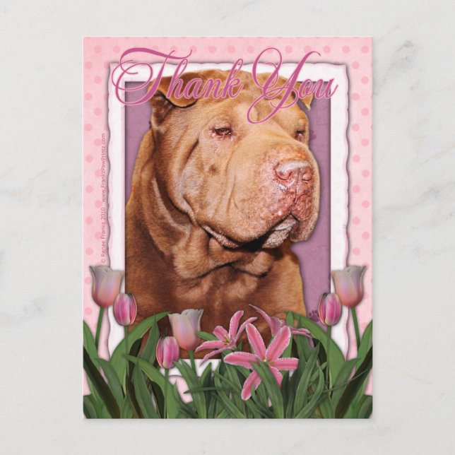 Thank You - Shar Pei - Lucky Postcard (Front)