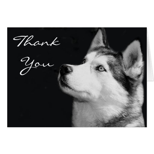 Thank You Siberian Husky Greeting Card | Zazzle