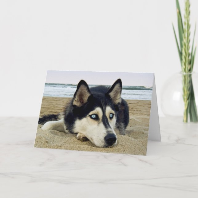 Thank  You Siberian Husky on Beach Greeting  Card (Front)