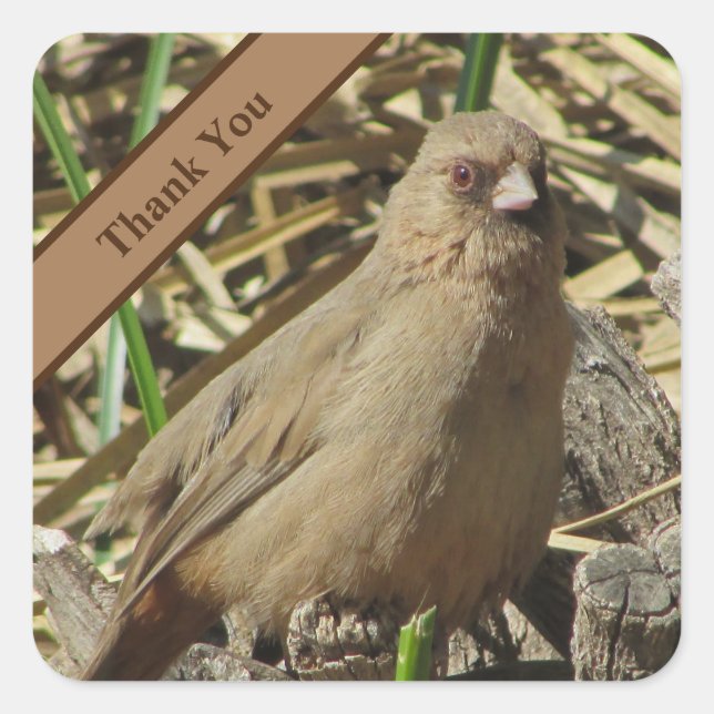 Thank You Small Brown Towhee Photo Bird Square Sticker (Front)