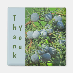 Thank You Spring Pine Berries Photo Appreciation Magnet