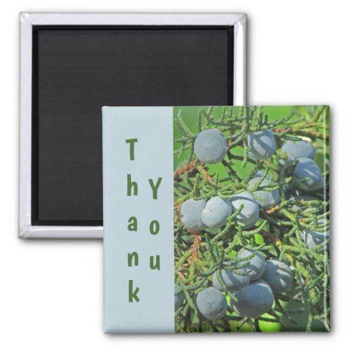 Thank You Spring Pine Berries Photo Appreciation Magnet