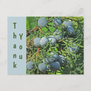 Thank You Spring Pine Berries Photo Appreciation Postcard