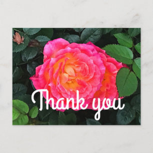 Thank You Tiddly Winks Rose #1 Postcard