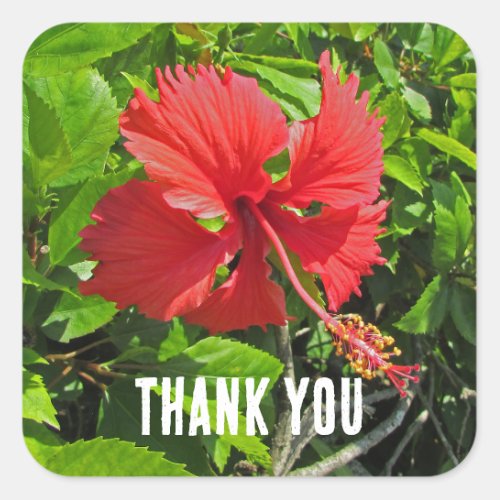 Thank You Tropical Flower Pink Floral Appreciation Square Sticker