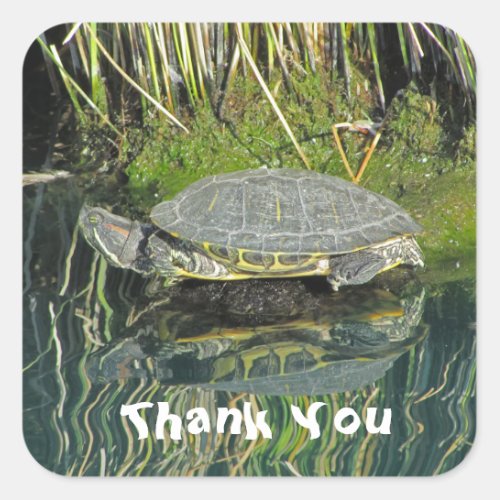 Thank You Turtle Water Reflection Photo Reptile Square Sticker