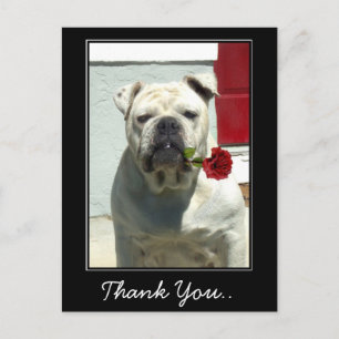 Thank You White bulldog with rose postcard