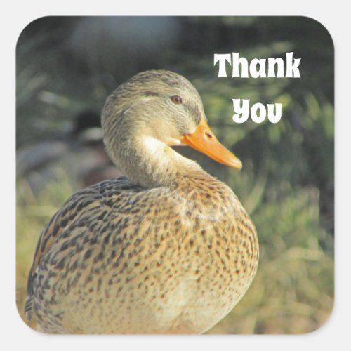 Thank You Wild Duck Lake Bird Appreciation Square Sticker