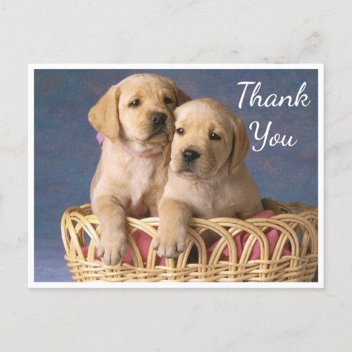 Thank You Yellow Labrador Retriever Puppy Dogs Postcard