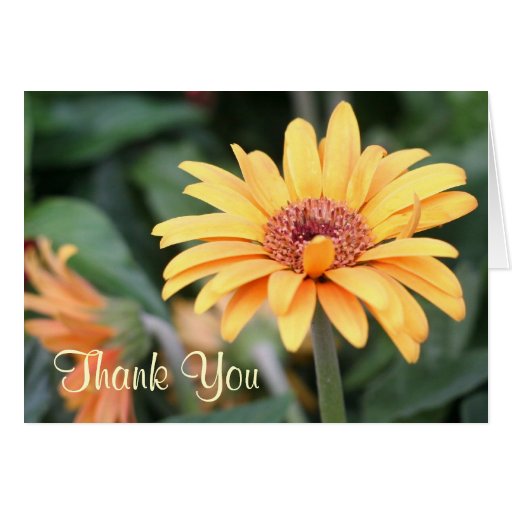 Thank You Yellow Spring Flower Photography Card | Zazzle