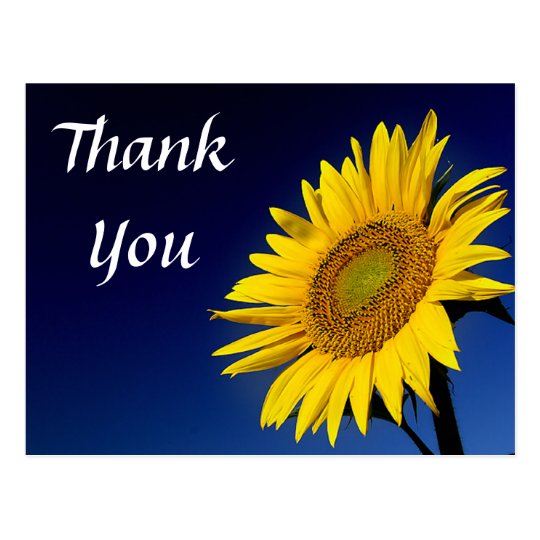 Thank You Yellow Sunflower Greeting Postcard | Zazzle.com