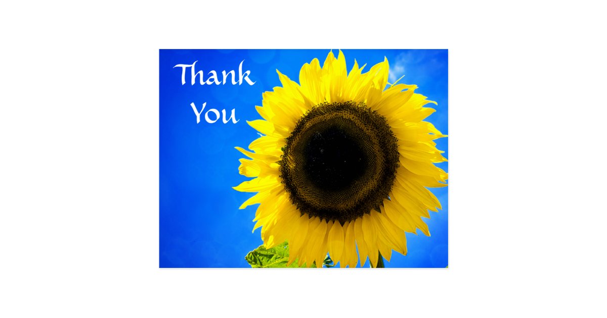 Thank You Yellow Sunflower Greeting Postcard | Zazzle.com