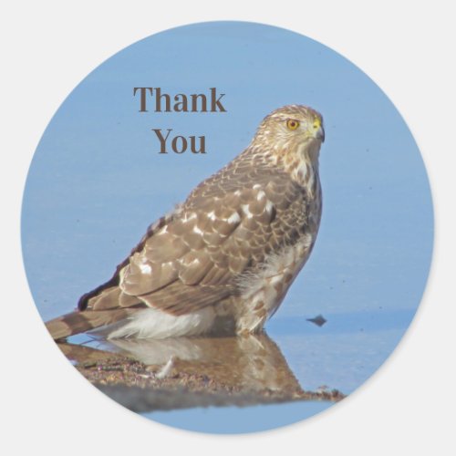 Thank You Young Hawk Beautiful Wild Raptor Bird Classic Round Sticker