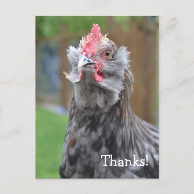 Thanks from a happy rooster postcard (Front)