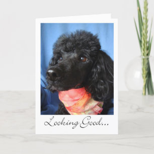 Thanks To Groomer or Stylist Poodle With Scarf Thank You Card