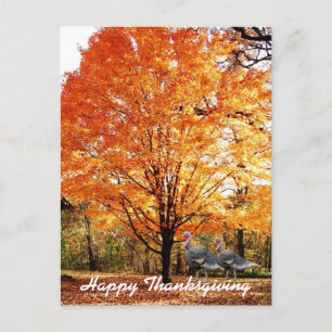 Thanksgiving Autumn Tree with Wild Turkey Holiday Postcard