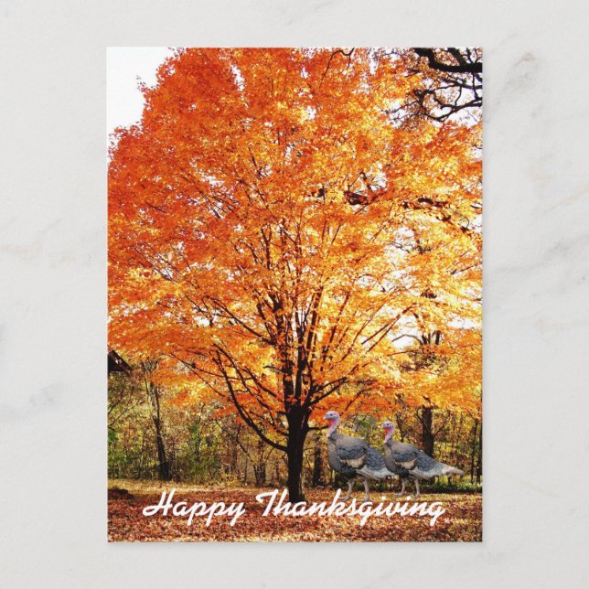 Thanksgiving Autumn Tree with Wild Turkey  Holiday Postcard (Front)