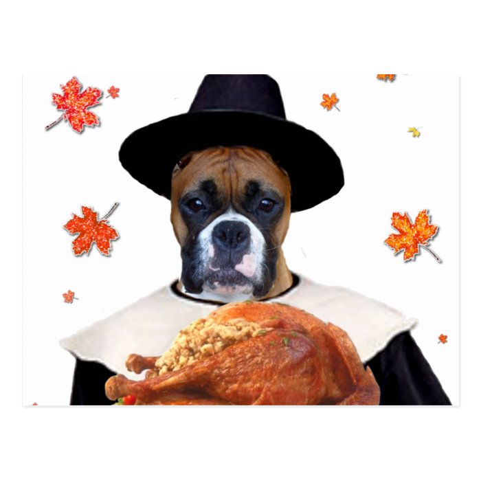 Thanksgiving Boxer dog Post Card