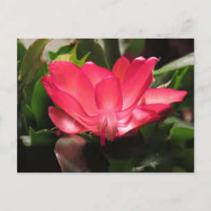 Thanksgiving Cactus Flower Holiday Postcard