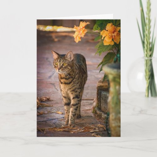 Thanksgiving card with cat and autumn flowers