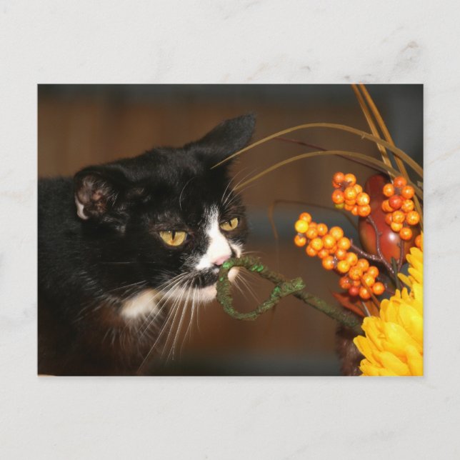 Thanksgiving cat holiday postcard (Front)