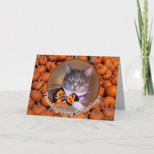 Thanksgiving Greetings with Cat Greeting Card (Front)