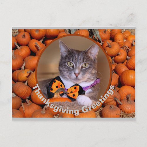 Thanksgiving Greetings with Cat Holiday Postcard