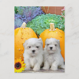 Thanksgiving Maltese puppies Holiday Postcard