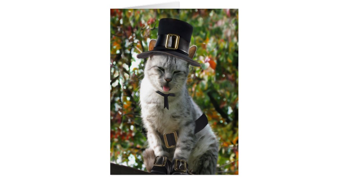 pilgrim cat