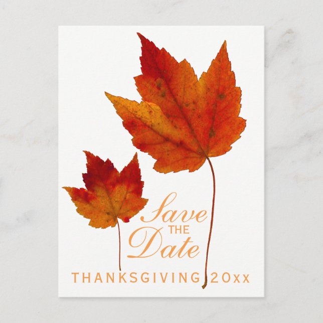 Thanksgiving Save the Date Maple Leaf Postcard (Front)