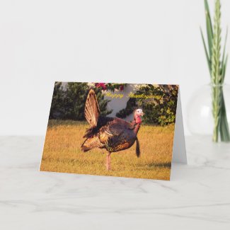 Thanksgiving Turkey