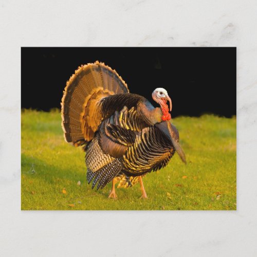 Thanksgiving turkey holiday postcard