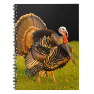 Thanksgiving turkey notebook