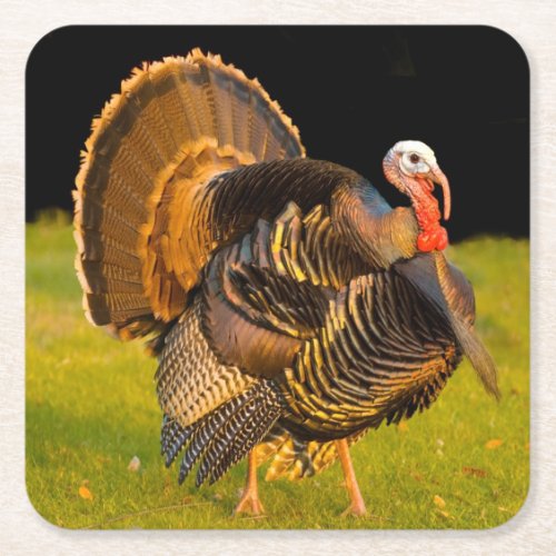 Thanksgiving turkey square paper coaster