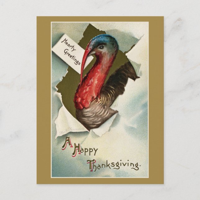  Thanksgiving turkey vintage art drawing Postcard (Front)