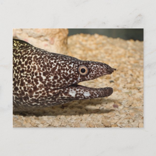 That's a Moray! Postcard (Front)
