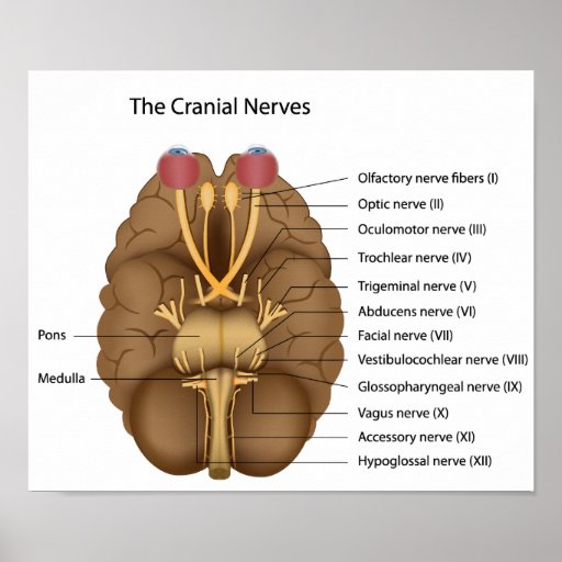 The 12 cranial nerves Poster | Zazzle