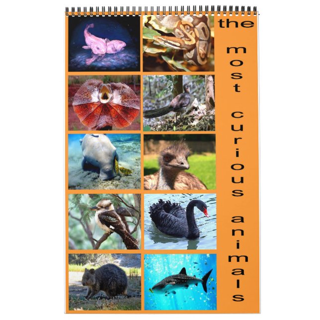 The 12 most curious animals on the planet calendar (Cover)