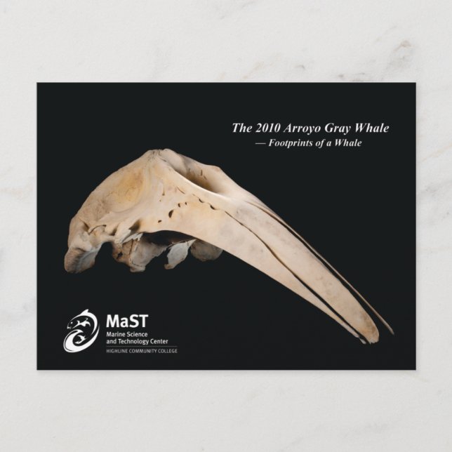 The 2010 Arroyo Gray Whale - Footprints of a Whale Postcard (Front)