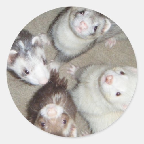 The 4 Musketeer Ferrets Classic Round Sticker
