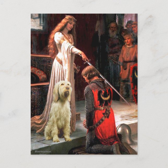 The Accolade - Spinone Italiano 5 Postcard (Front)