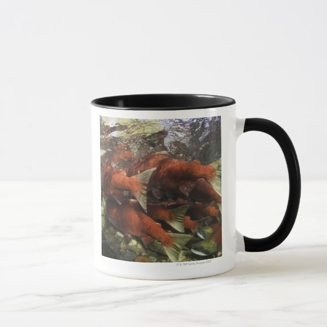 The Adams River sockeye run is one of the Mug (Right)