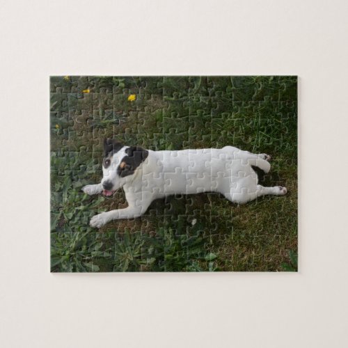 The Adorable Energetic Jack Russell Jigsaw Puzzle