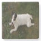 The Adorable, Energetic Jack Russell