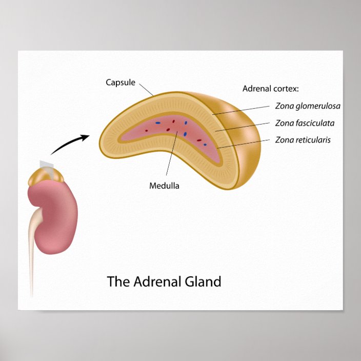 The adrenal gland Poster | Zazzle.com