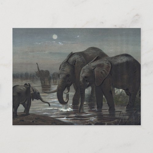 The African Elephant by Joseph Wolf Postcard