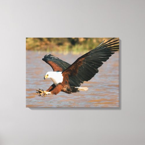 The African Fish Eagle Haliaeetus Vocifer Canvas Print